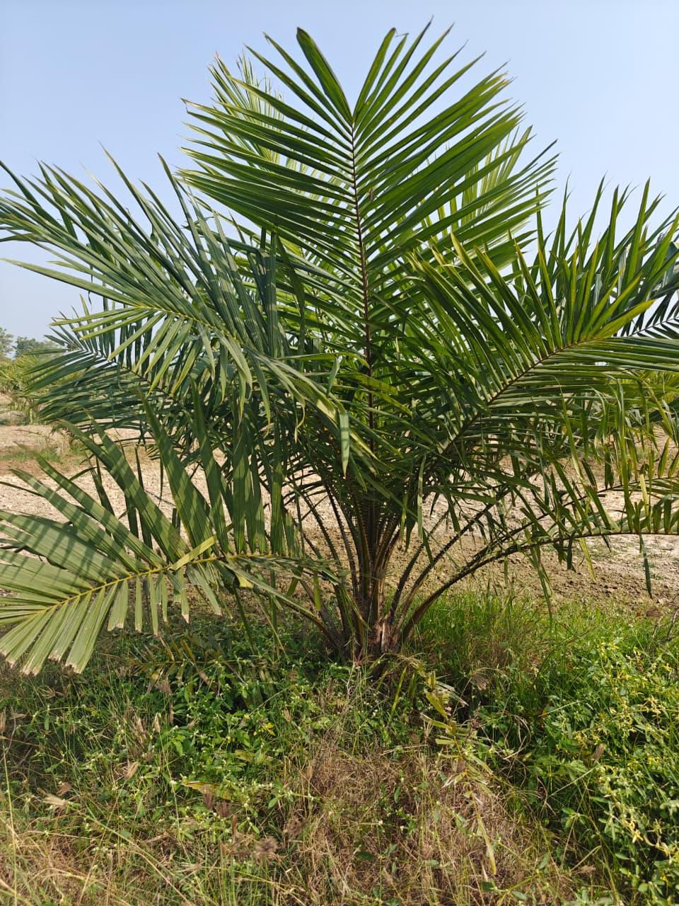 Palm oil farm Land