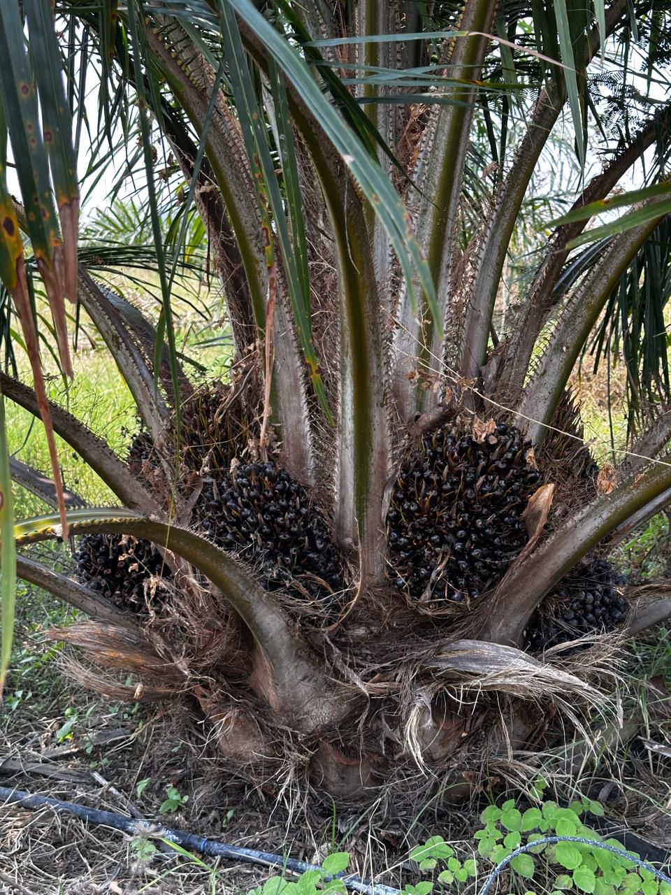 Palm oil farm Land