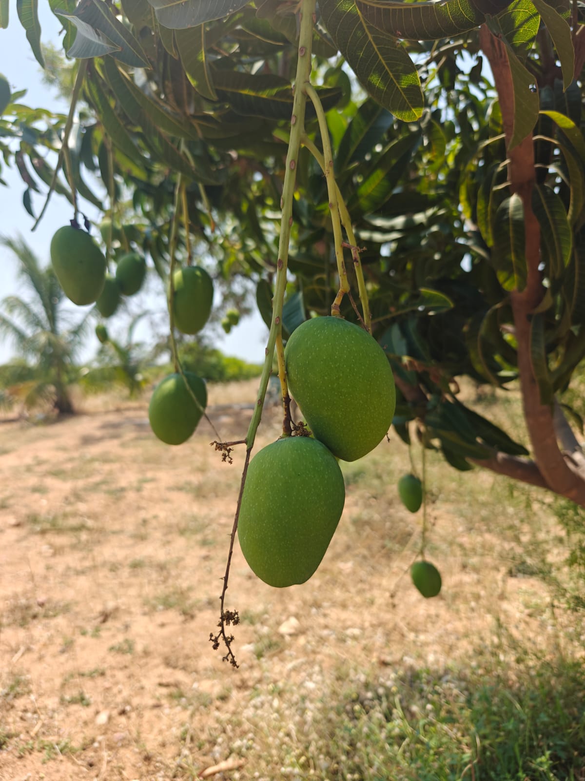Mango Farm land