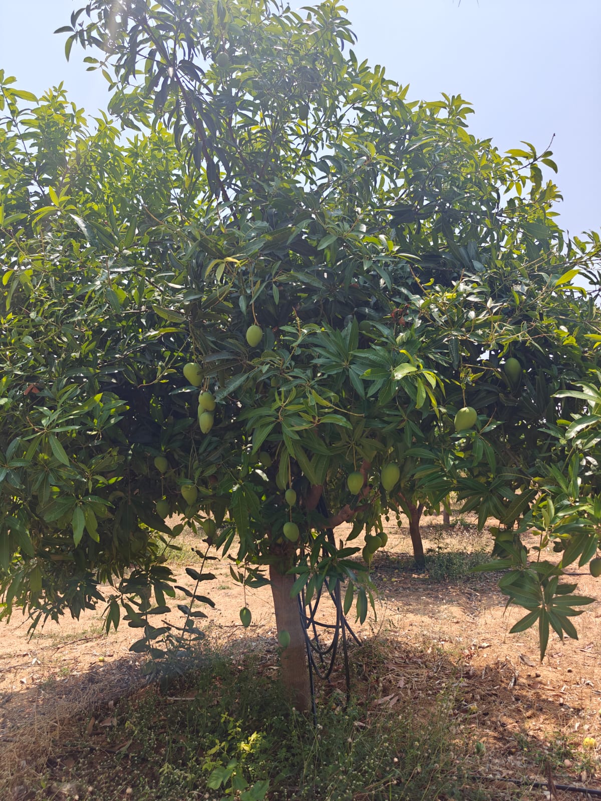 Mango Farm land