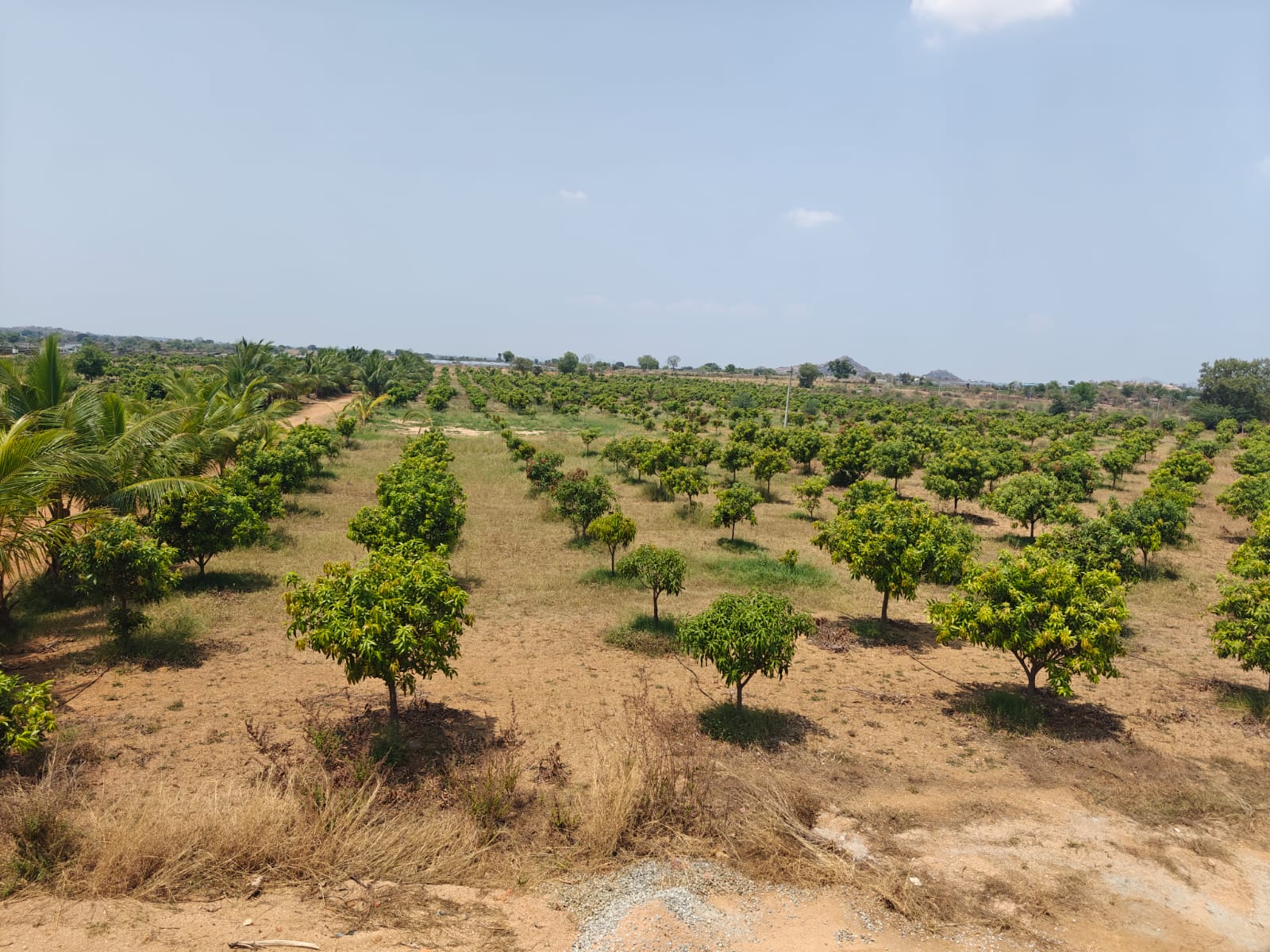 Mango Farm land