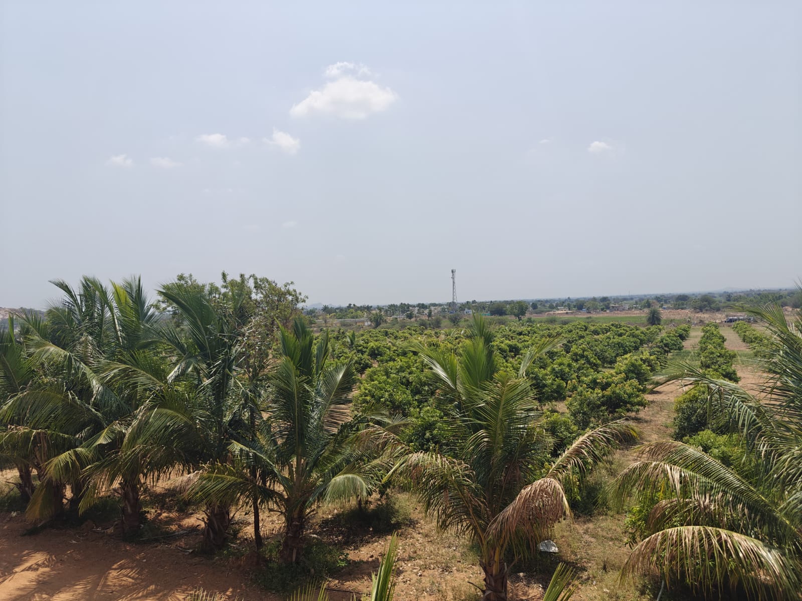 Mango Farm land